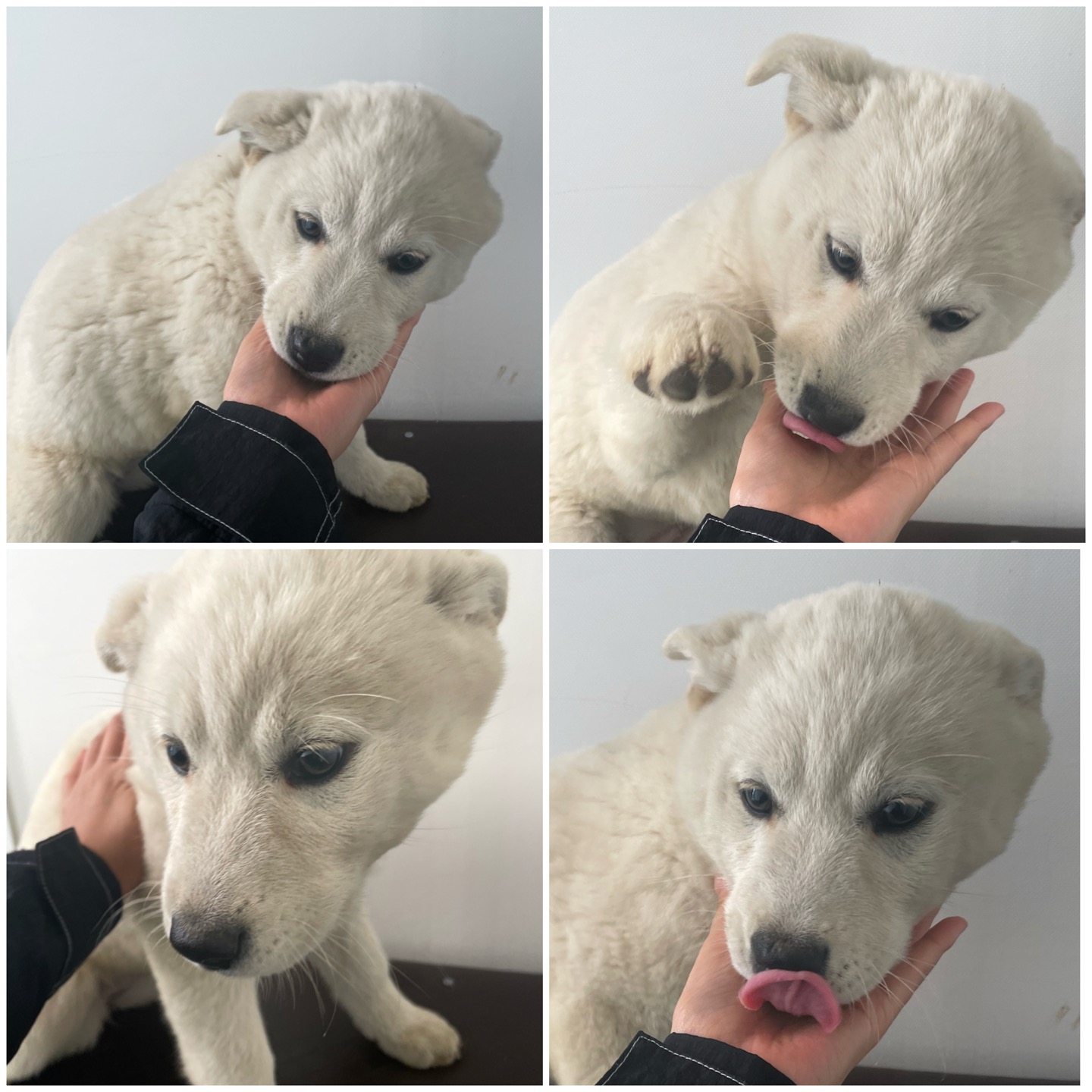 천안시유기동물보호소_444449202300385
